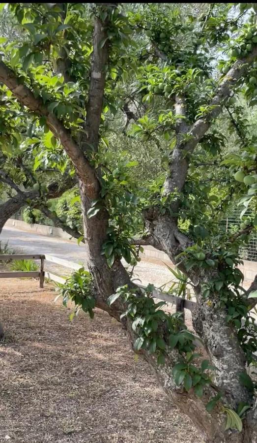 科拉托Casale Torre San Magno别墅 外观 照片